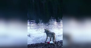 Καναδάς: Λύκαινα εντυπωσιάζει επιστήμονες με την ευφυΐα της