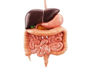 Νέες ανακαλύψεις για τη νόσο Χιρσπρούν μέσω πολυγονιδιακού μοντέλου ποντικών
