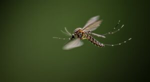 Μυρμήγκια που μεταφέρονται από τον άνεμο μεταφέρουν παθογόνους παράγοντες σε εκατοντάδες χιλιόμετρα