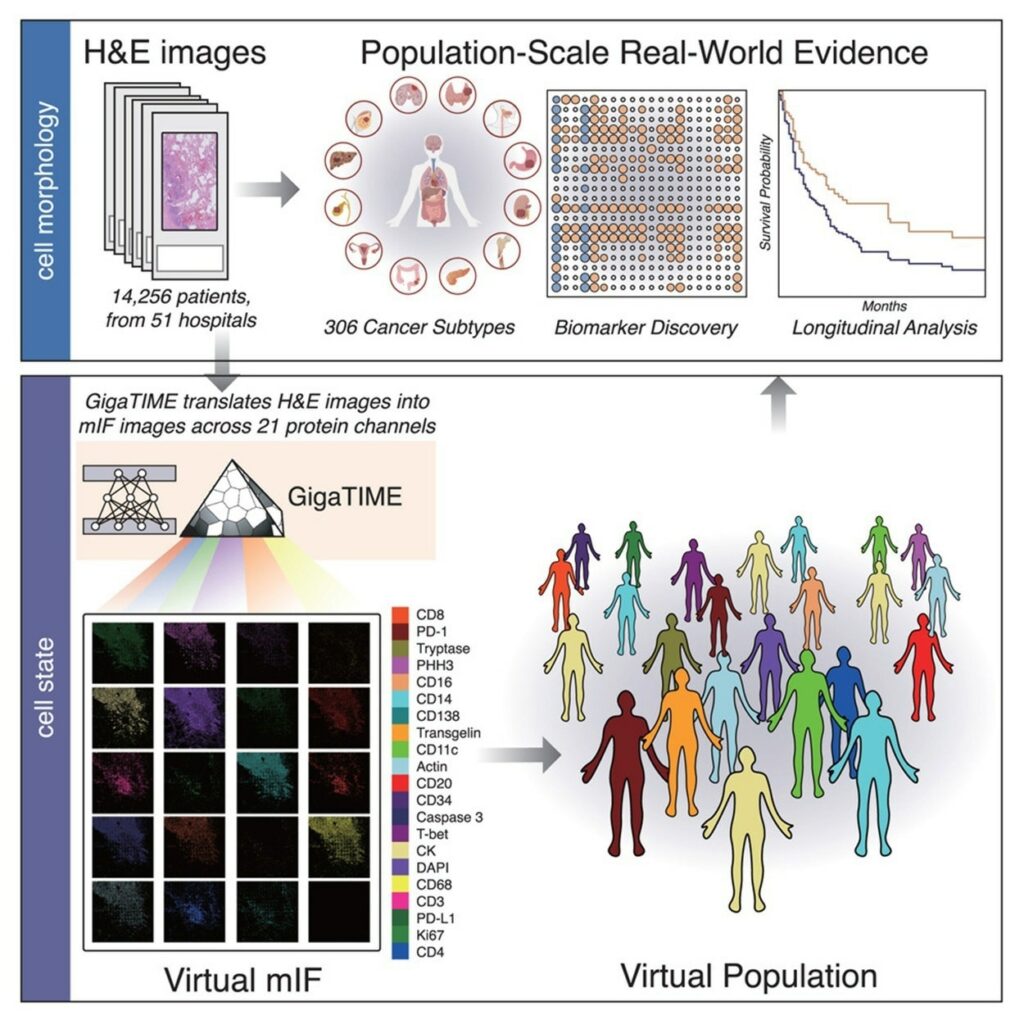 AI μετατρέπει τις παθολογικές εικόνες σε χάρτες του καρκινικού μικροπεριβάλλοντος