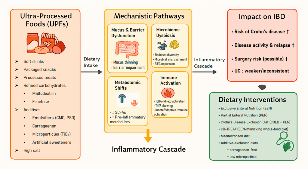 Πώς τα υπεξεργασμένα τρόφιμα επηρεάζουν τον κίνδυνο νόσου του Crohn