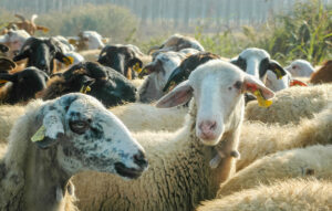 450.233 ζώα θανατώθηκαν λόγω ευλογιάς αιγοπροβάτων στην Ελλάδα