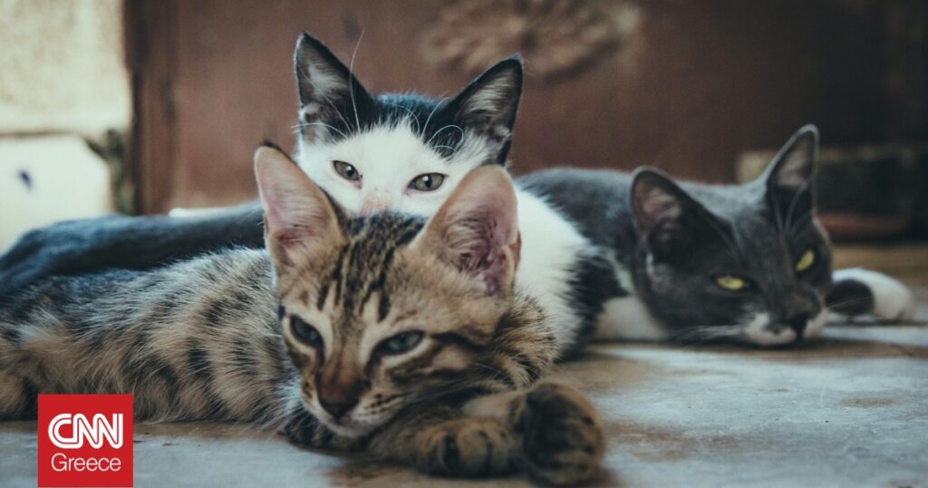 Αρχαίο DNA ανατρέπει την ιστορία της γάτας - Ρωμαϊκή εποχή και η εξημέρωση