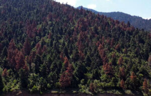 Ανησυχία για τα ελατοδάση της Πελοποννήσου μετά τις πυρκαγιές