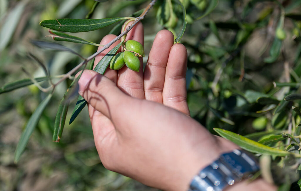 Zero Drop Μόρνος: Κάθε σταγόνα νερού μετράει