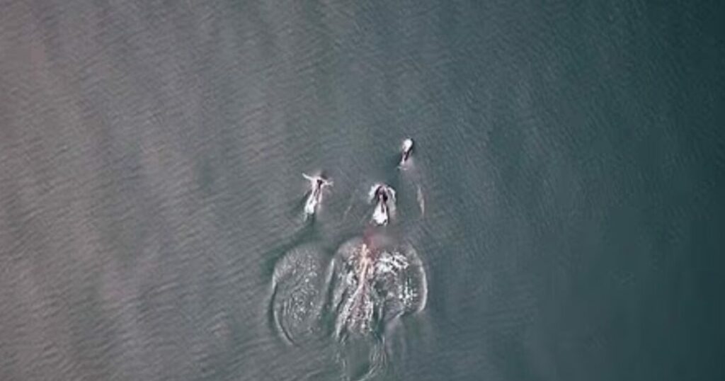 Σπάνια συνεργασία: Όρκες και δελφίνια κυνηγούν σολομό μαζί