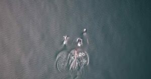 Σπάνια συνεργασία: Όρκες και δελφίνια κυνηγούν σολομό μαζί