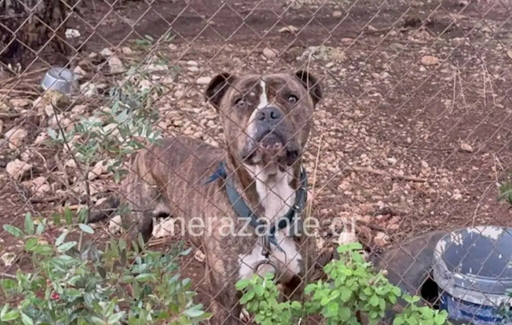 Συγκλονίζει ο πατέρας μετά την επίθεση του πίτμπουλ στη Ζάκυνθο