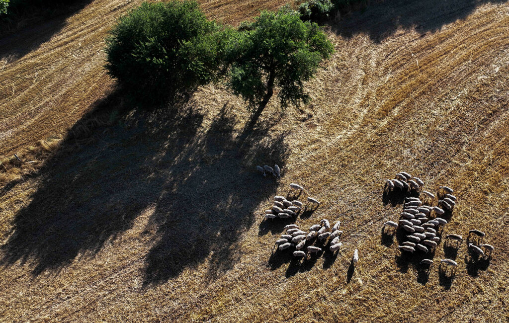 Η ευλογιά των προβάτων: Μια σύνθετη πρόκληση για τους κτηνοτρόφους