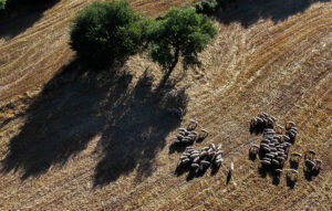 Η ευλογιά των προβάτων: Μια σύνθετη πρόκληση για τους κτηνοτρόφους