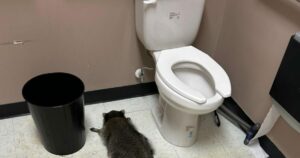 Βιρτζίνια: Ρακούν «διέρρηξε» κάβα και έγινε «λιάρδα» από το ποτό