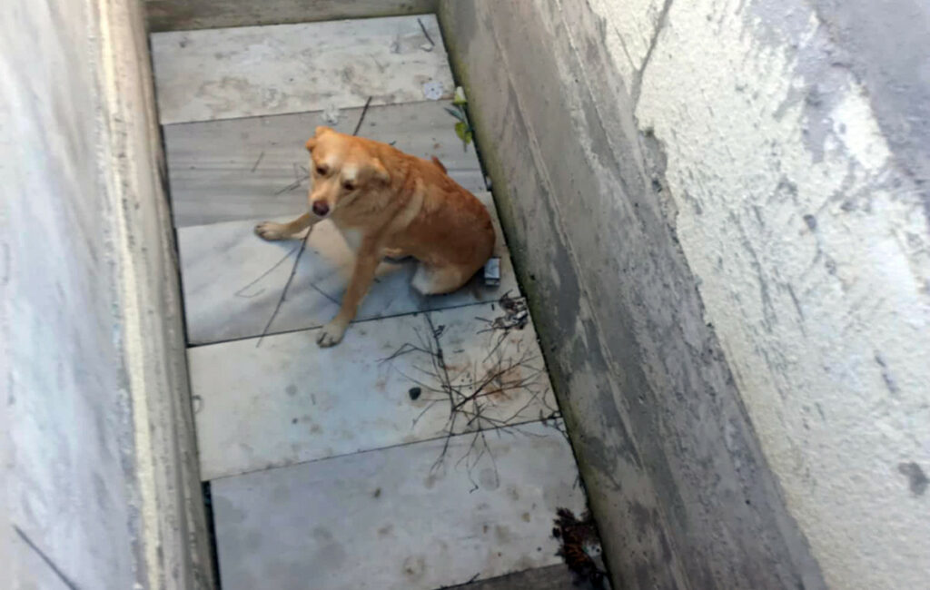 Σκύλος εντοπίστηκε σε ανοιχτό τάφο στο Άργος – Οργισμένη αντίδραση του σωτήρα του