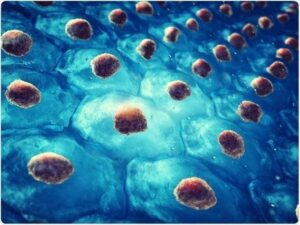 Ανακαλύπτοντας Κρυμμένο Δυναμικό: Organoids για Μοντελοποίηση Ασθενειών στην Έρευνα Νευροεπιστημών