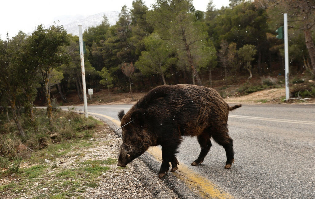 Καστοριά: Κυνηγός δέχθηκε επίθεση από αγριογούρουνο – Νοσηλεύεται εκτός κινδύνου