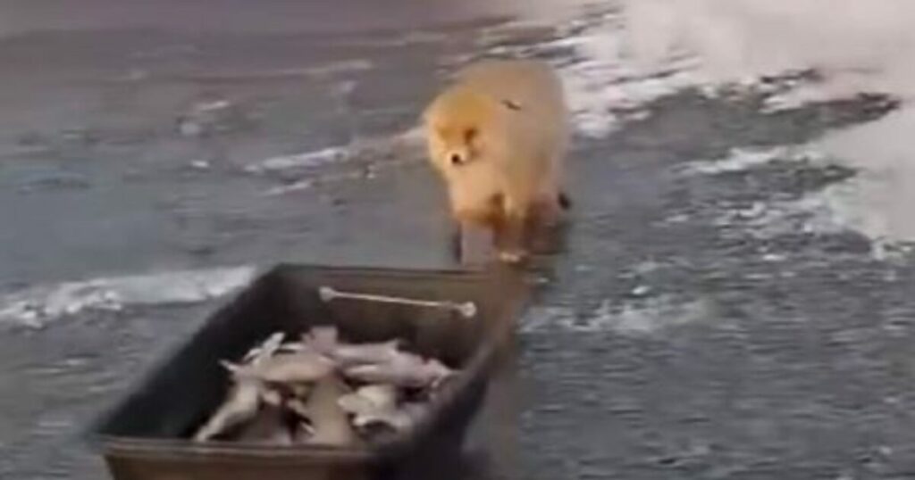 Αλεπού επιχείρησε να κλέψει έλκηθρο με ψάρια στο Καζακστάν