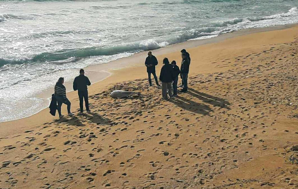 Νεκρό δελφίνι ξεβράστηκε στην παραλία Ραψάνης της Καβάλας