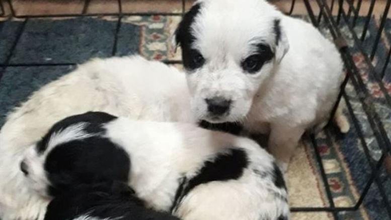 Φρικτό περιστατικό στο Ρέθυμνο: 17 κουτάβια βρέθηκαν νεκρά