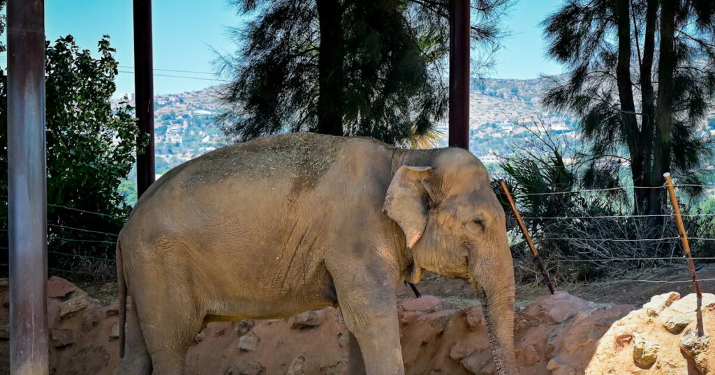 Ινδία: Ελέφαντας σκότωσε 20 ανθρώπους από την αρχή της χρονιάς