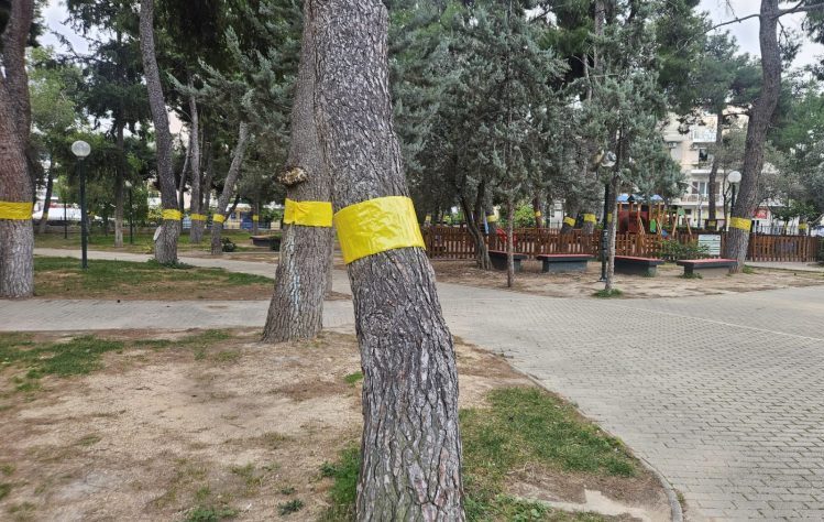 Κίτρινες ταινίες στα πεύκα της Νέας Ιωνίας: Τι συμβαίνει