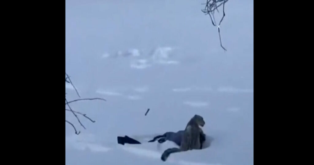 Κίνα: Σκιέρ δέχθηκε επίθεση από λεοπάρδαλη του χιονιού κατά τη διάρκεια σέλφι