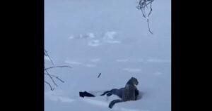 Κίνα: Σκιέρ δέχθηκε επίθεση από λεοπάρδαλη του χιονιού κατά τη διάρκεια σέλφι