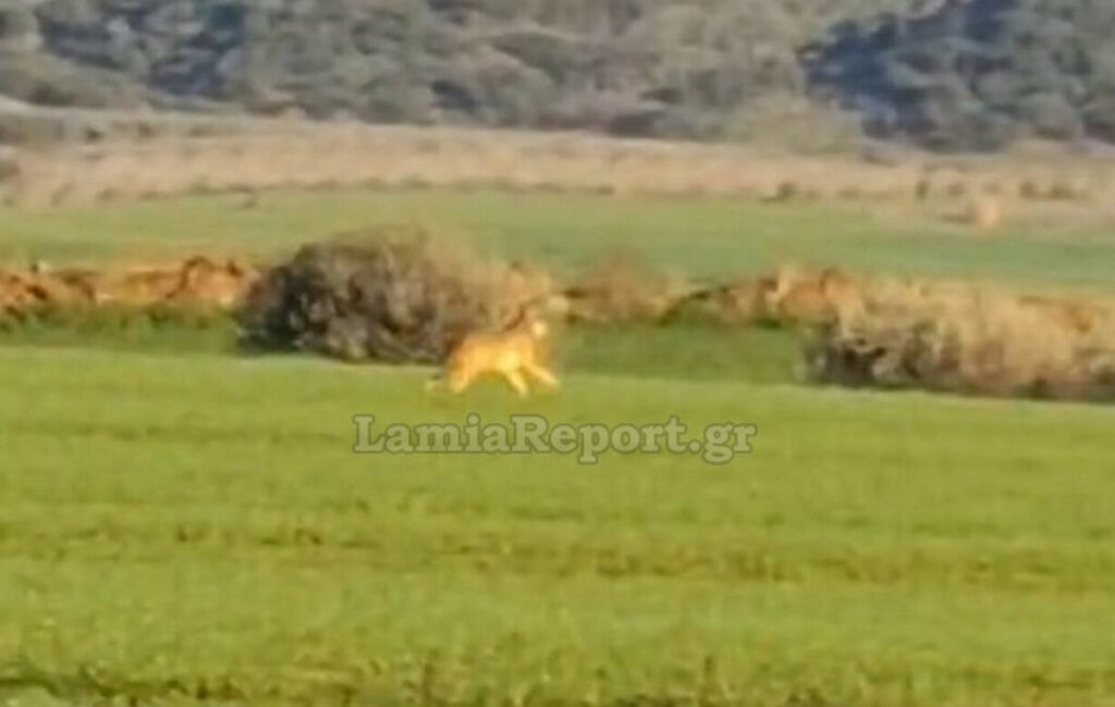 Λύκος εντοπίστηκε κοντά σε κατοικημένη περιοχή στη Φθιώτιδα