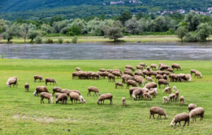 Ευλογιά αιγοπροβάτων: Στρατιωτικοί κτηνίατροι αναλαμβάνουν δράση
