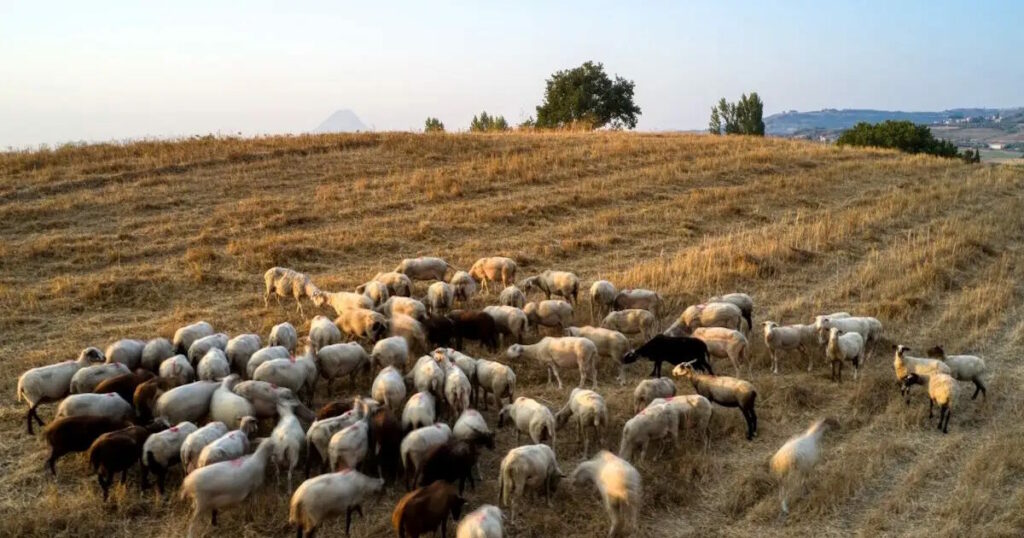 Σύσκεψη υπό τον Κυριάκο Μητσοτάκη για την ευλογιά των προβάτων