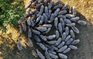 Τραγωδία στην Πιερία: Κτηνοτρόφος βρέθηκε κρεμασμένος στο σπίτι του