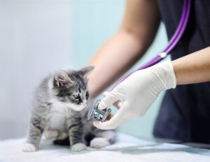 Μυστικά νεότητας από χοίρους και γκρίζους αρκούδους