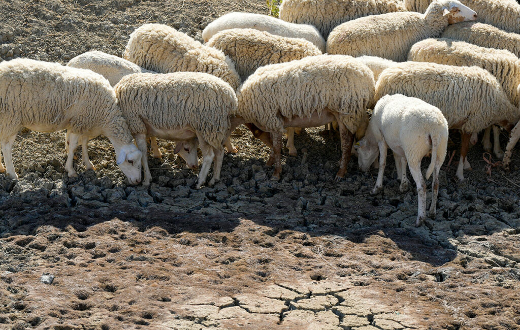 Ενεργοποίηση ιδιωτών κτηνιάτρων για την ευλογιά των αιγοπροβάτων