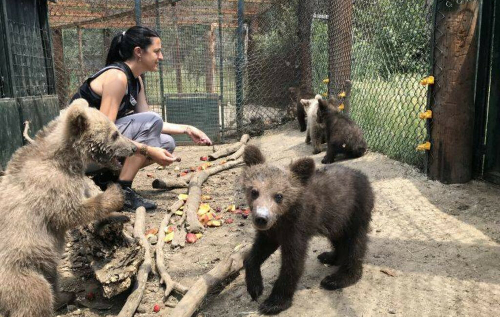 Φλώρινα: Άνοιξε ξανά το Κέντρο Προστασίας Αρκούδας στο Νυμφαίο