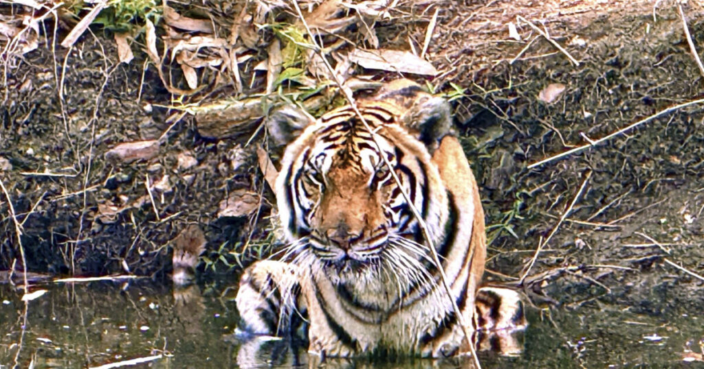 Ταϊλάνδη: Ιός προκαλεί θάνατο σε 72 τίγρεις σε ζωολογικό πάρκο