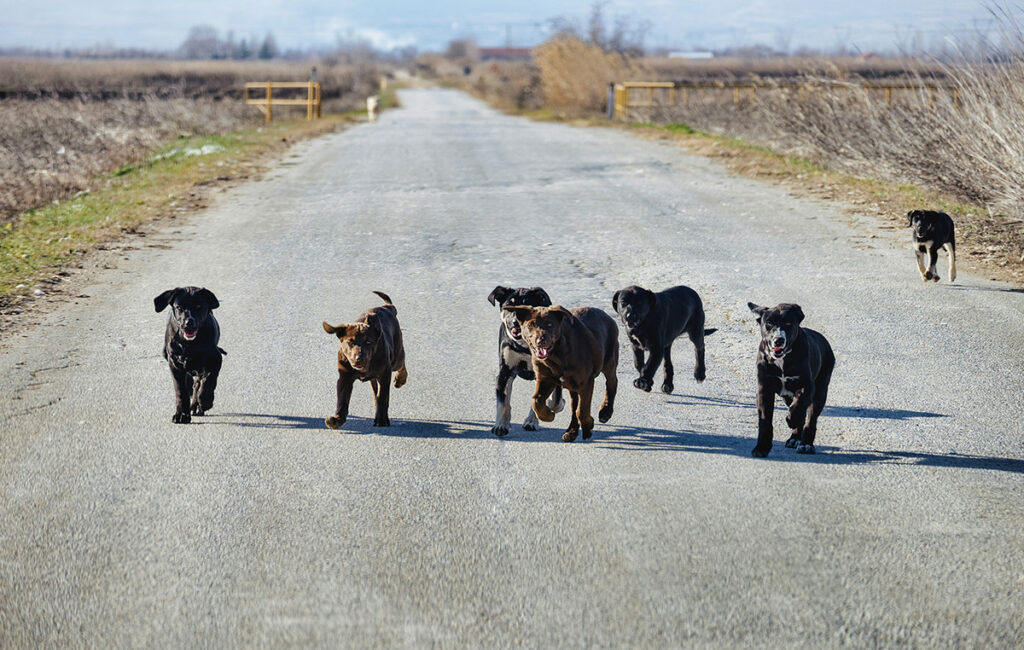 Γυναίκα επιτέθηκε από αγέλη σκύλων στην Πάτρα
