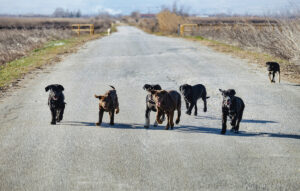 Γυναίκα επιτέθηκε από αγέλη σκύλων στην Πάτρα