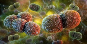 Μελέτη αποκαλύπτει ότι τα βακτήρια του εντέρου φτάνουν στον εγκέφαλο ποντικών