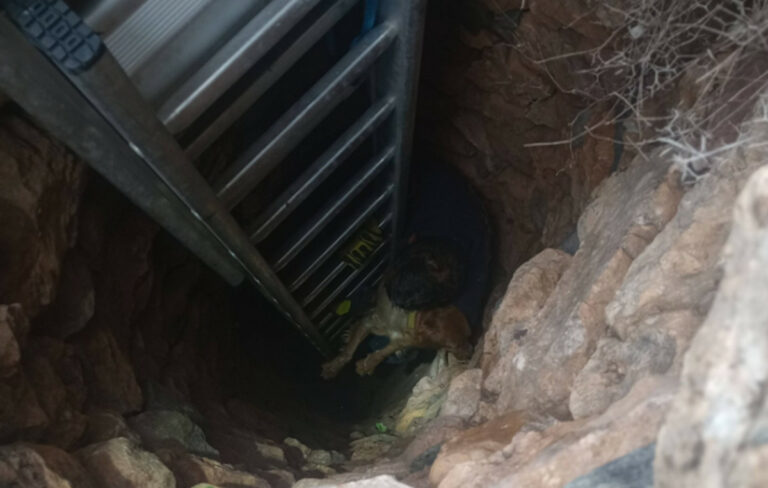 Σύρος: Διάσωση σκύλου από πηγάδι 15 μέτρων μετά από 10 ημέρες