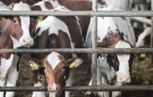 Δεύτερο κρούσμα αφθώδους πυρετού σε κτηνοτροφική μονάδα στη Λέσβο