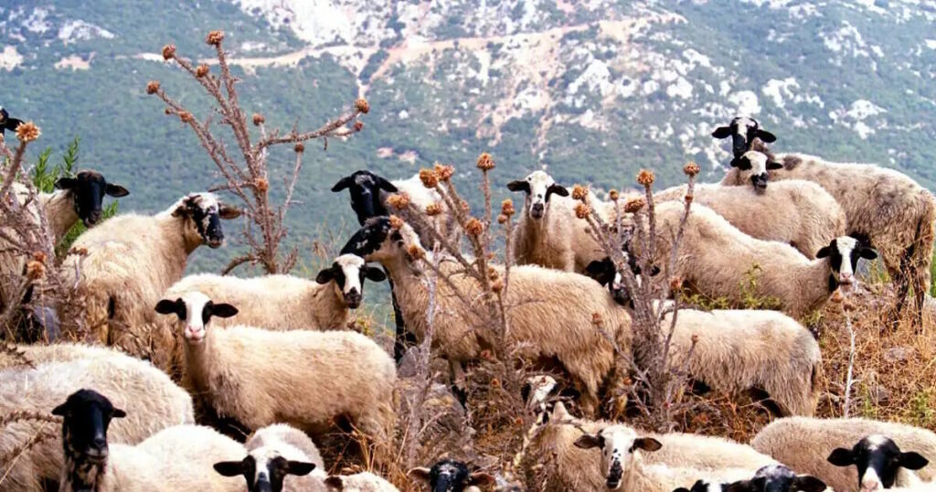 Μυτιλήνη: Συνάντηση με Μητσοτάκη ζητά ο δήμαρχος για τον αφθώδη πυρετό