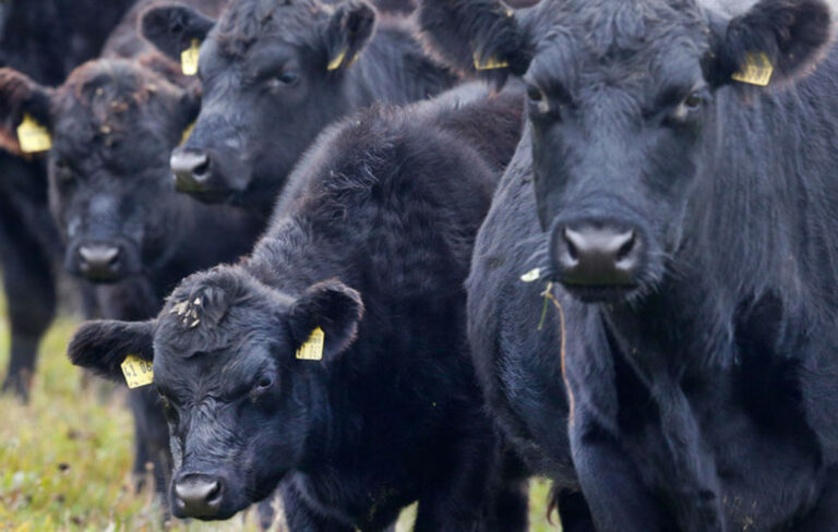 ΠΟΓΕΔΥ: Άμεσες ενέργειες κατά του αφθώδους πυρετού στην κτηνοτροφία