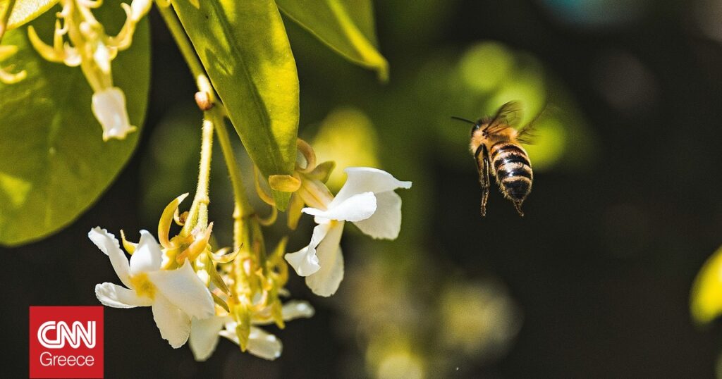 National Geographic: Αποκαλύφθηκε το τρέιλερ της σειράς «Secrets of the Bees»