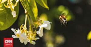 National Geographic: Αποκαλύφθηκε το τρέιλερ της σειράς «Secrets of the Bees»