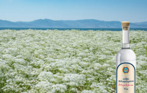 Η παράδοση του γλυκάνισου στο Λισβόρι της Λέσβου συνεχίζεται