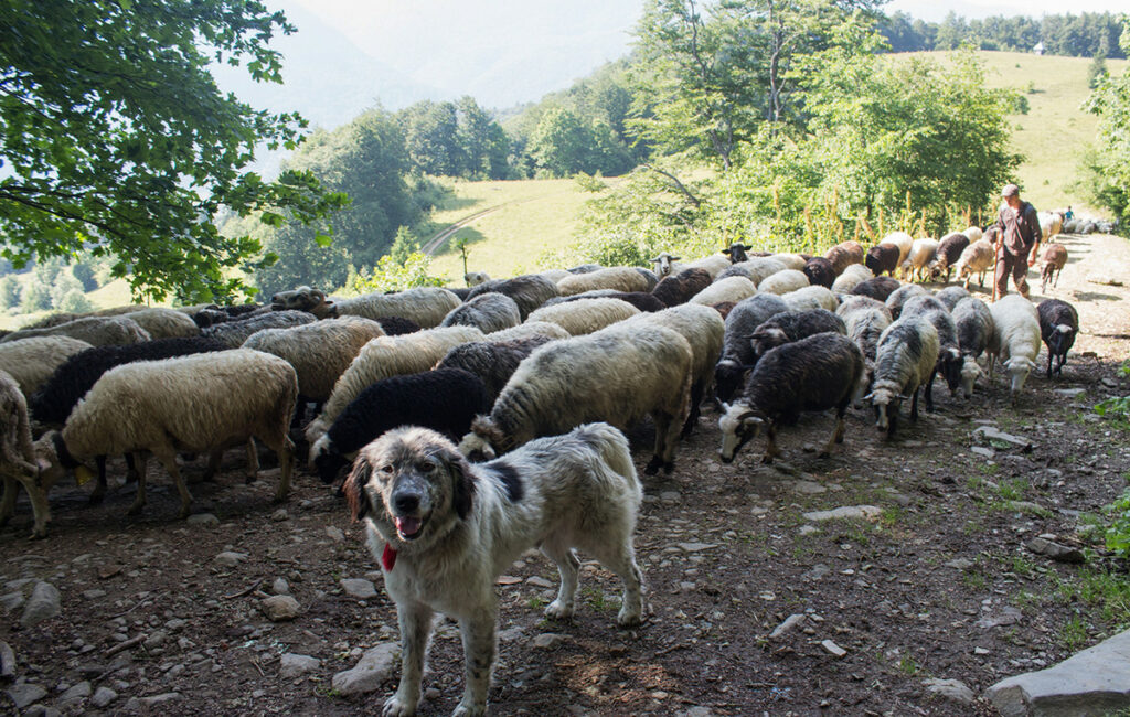 Μπαράζ ελέγχων κατά της ευλογιάς των αιγοπροβάτων