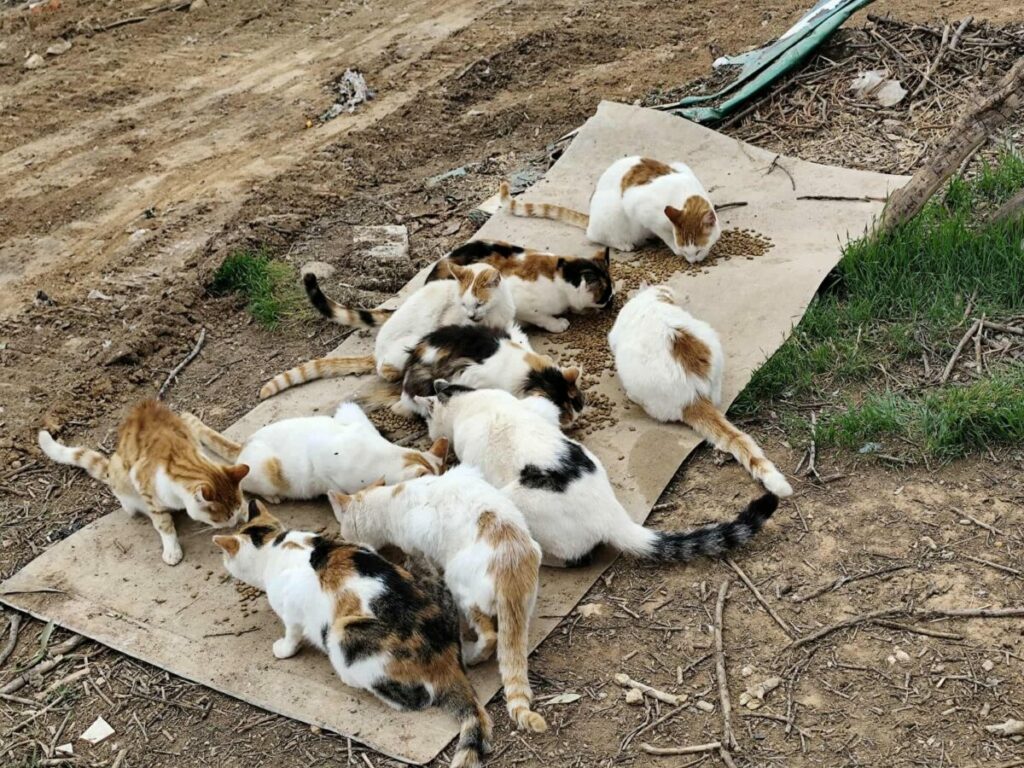 Δαπάνη 250.000 ευρώ από τον Δήμο για αδέσποτα: Αντιπαράθεση συνεχίζεται