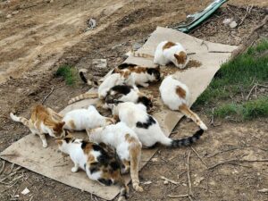 Αδιέξοδο στη διαχείριση αδέσποτων στη Ραφήνα: Καταγγελίες από τον Πήγασο