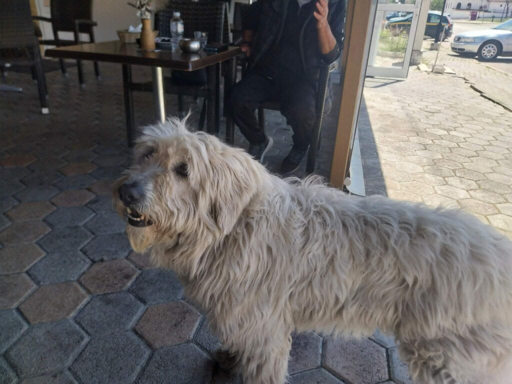 Η επιστροφή σκύλου που είχε χαθεί για 1,5 χρόνο στην Κοζάνη