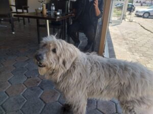 Η επιστροφή σκύλου που είχε χαθεί για 1,5 χρόνο στην Κοζάνη