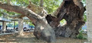 Εξηγήσεις ζητά η αντιπολίτευση για τον Ιστορικό Πλάτανο της Άρτας