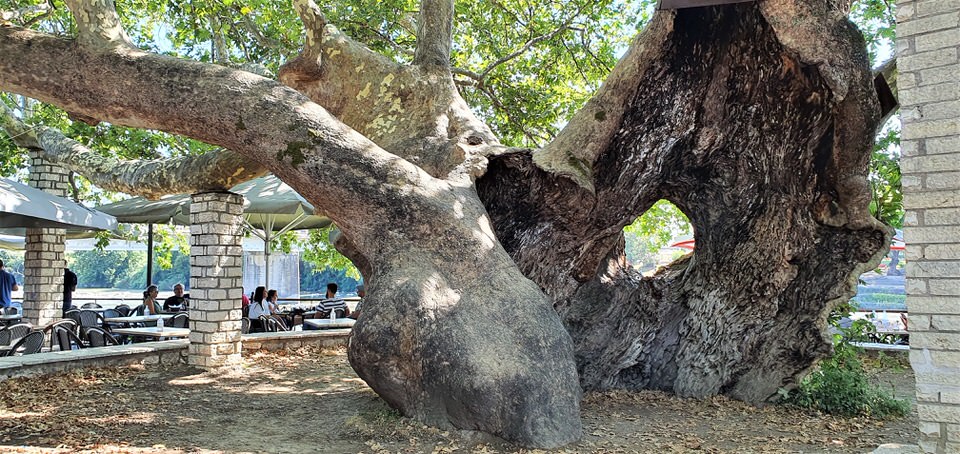 Εξηγήσεις ζητά η αντιπολίτευση για τον Ιστορικό Πλάτανο της Άρτας